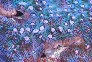 Misteri Laut